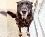 Small #1 German Shepherd Dog