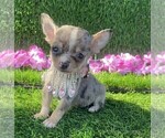 Small #26 Chihuahua