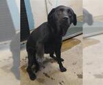 Small Labrador Retriever Mix