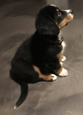 Bernese Hound Puppy for sale in MESA, AZ, USA
