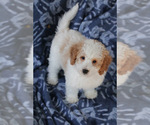 Small Photo #12 Goldendoodle (Miniature) Puppy For Sale in MILWAUKEE, WI, USA