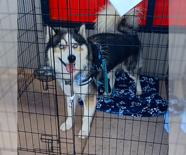 Medium Photo #3 Siberian Husky-Unknown Mix Puppy For Sale in Ventura, CA, USA