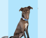 Small #1 Border Collie-Chocolate Labrador retriever Mix