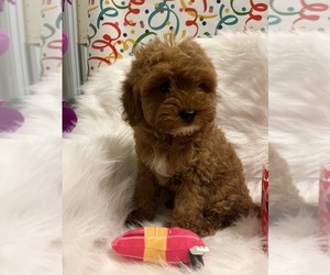 Cavapoo Puppy for sale in SYLMAR, CA, USA