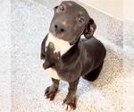 Small Photo #2 Mutt Puppy For Sale in Houston, TX, USA