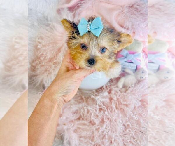 Medium Photo #21 Morkie Puppy For Sale in THONOTOSASSA, FL, USA