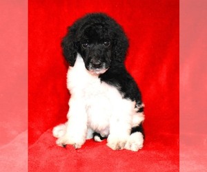 Poodle (Standard) Puppy for sale in ASPERMONT, TX, USA