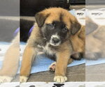 Small #8 Labrador Retriever Mix
