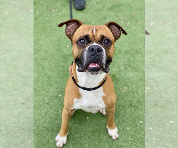Medium Photo #1 Boxer Puppy For Sale in Austin, TX, USA