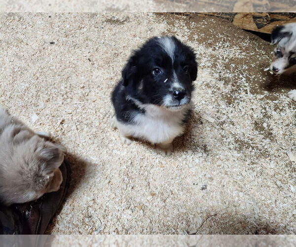 Medium Photo #1 Australian Shepherd Puppy For Sale in TEMPERANCE, MI, USA