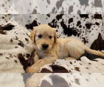 Small Photo #3 Golden Retriever Puppy For Sale in CRAWFORDVILLE, FL, USA
