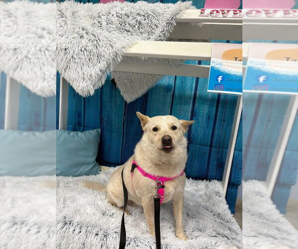 Medium Photo #6 Mutt Puppy For Sale in San Leon, TX, USA