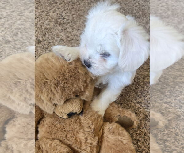 Medium Photo #1 Peke-A-Poo Puppy For Sale in Peralta, NM, USA