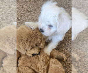 Peke-A-Poo Dogs for adoption in Peralta, NM, USA