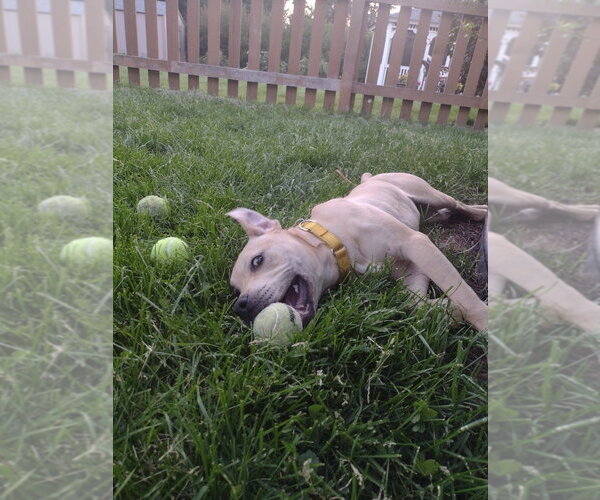 Medium Photo #7 Labrador Retriever-Unknown Mix Puppy For Sale in Minneapolis, MN, USA