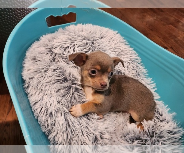 Medium Photo #7 Chihuahua Puppy For Sale in MARIETTA, GA, USA