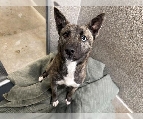 Medium Photo #1 Texas Heeler Puppy For Sale in Petaluma, CA, USA