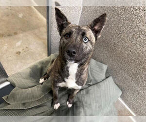 Texas Heeler Dogs for adoption in Petaluma, CA, USA