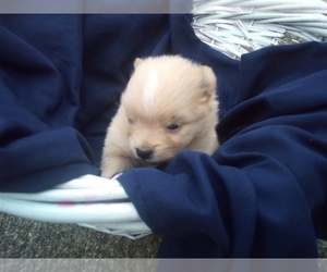 Pomeranian Puppy for sale in WINCHESTER, OH, USA