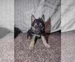 Small Photo #9 German Shepherd Dog Puppy For Sale in FENNVILLE, MI, USA