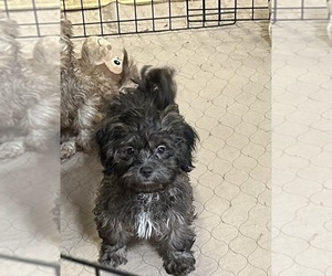 ShihPoo Puppy for sale in GLOUCESTER, VA, USA