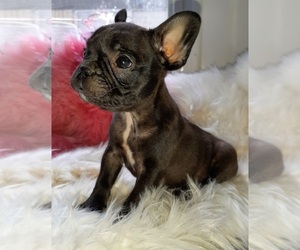 French Bulldog Puppy for sale in CARTHAGE, TX, USA