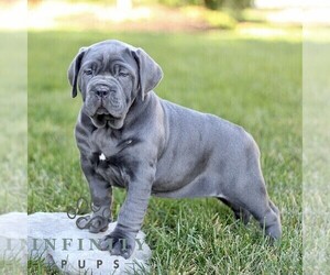 Cane Corso Puppy for sale in LANCASTER, PA, USA