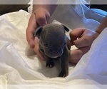 Small Photo #3 French Bulldog Puppy For Sale in ATWATER, CA, USA