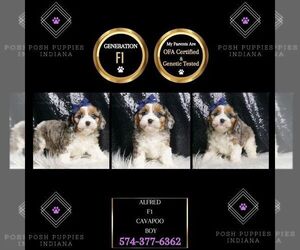 Cavapoo Puppy for sale in WARSAW, IN, USA