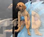 Small Labrador Retriever Mix