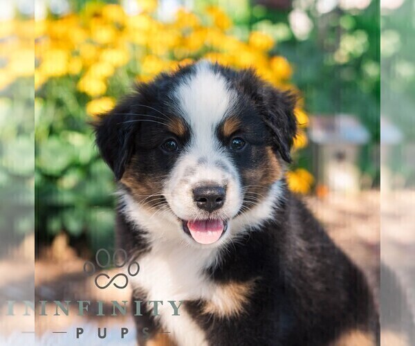 Medium Photo #1 Miniature Australian Shepherd Puppy For Sale in REBERSBURG, PA, USA