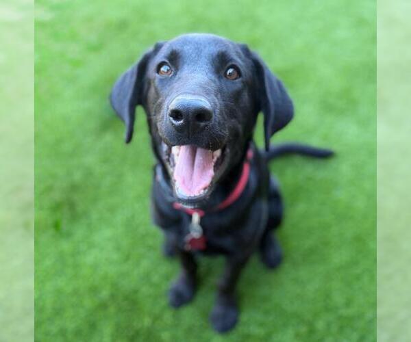 Medium Photo #4 Labrador Retriever-Unknown Mix Puppy For Sale in San Diego, CA, USA