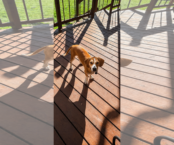 Medium Photo #2 Bagle Hound Puppy For Sale in Euless, TX, USA