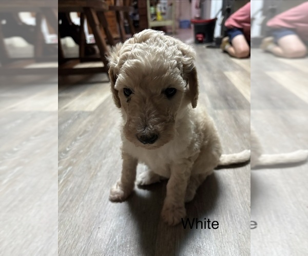 Medium Photo #1 Goldendoodle Puppy For Sale in PORT LEYDEN, NY, USA