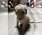 Puppy 2 Goldendoodle