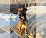 Small #2 American Pit Bull Terrier Mix