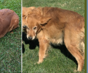 Father of the Golden Retriever puppies born on 07/16/2025