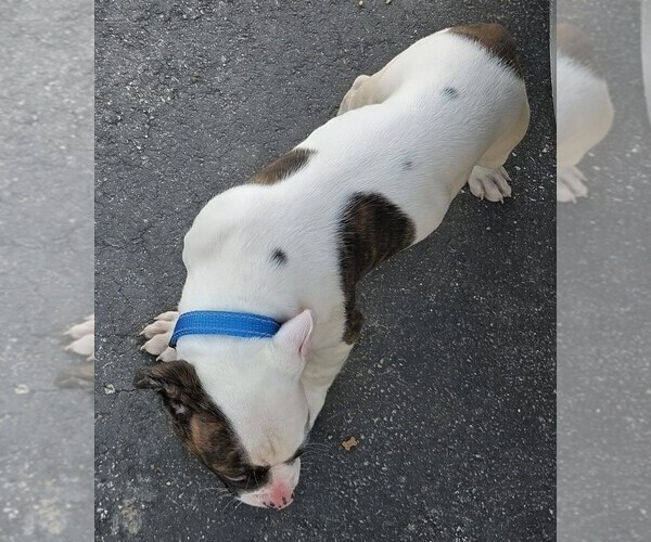 Medium Photo #32 American Bulldog Puppy For Sale in INDEPENDENCE, MO, USA