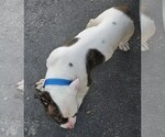 Small Photo #32 American Bulldog Puppy For Sale in INDEPENDENCE, MO, USA