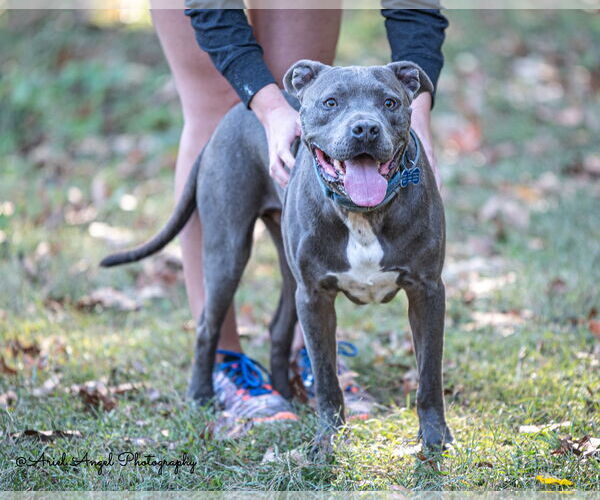 Medium Photo #8 American Pit Bull Terrier-American Staffordshire Terrier Mix Puppy For Sale in Munford, TN, USA
