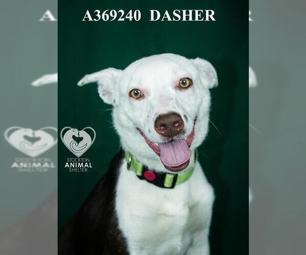 Medium Photo #1 Border Collie Puppy For Sale in Stockton, CA, USA