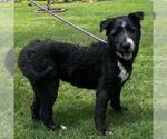 Small #3 Bearded Collie Mix