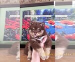 Small Photo #6 Pomsky Puppy For Sale in BURNS TWNSHP, MN, USA