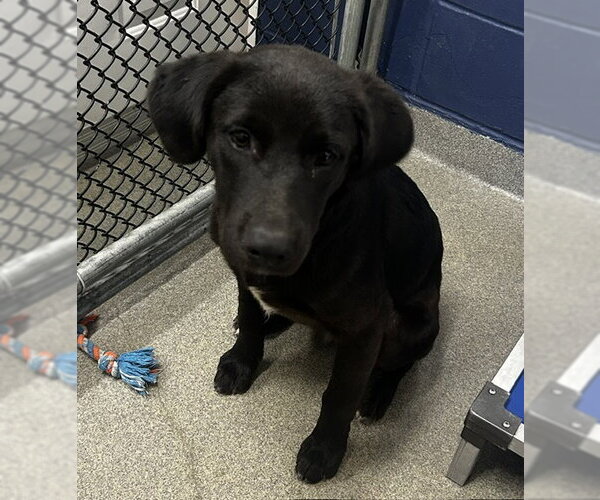 Medium Photo #1 Labrador Retriever-Unknown Mix Puppy For Sale in Sterling, MA, USA