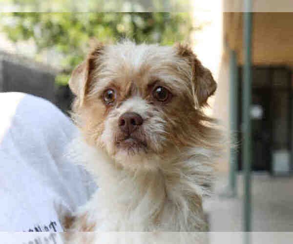 Medium Photo #1 Border Terrier-Brussels Griffon Mix Puppy For Sale in Santa Maria, CA, USA