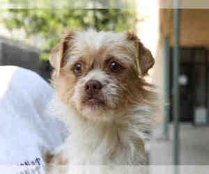 Border Terrier-Brussels Griffon Mix Dogs for adoption in Santa Maria, CA, USA