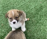 Small #3 Pembroke Welsh Corgi
