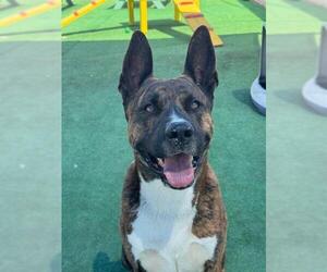 Akita-Unknown Mix Dogs for adoption in Redlands, CA, USA