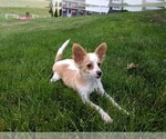 Small Photo #6 Papillon Puppy For Sale in FREDERICKSBURG, OH, USA