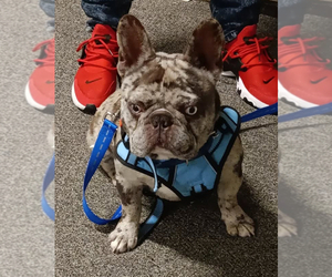 Father of the French Bulldog puppies born on 01/19/2025